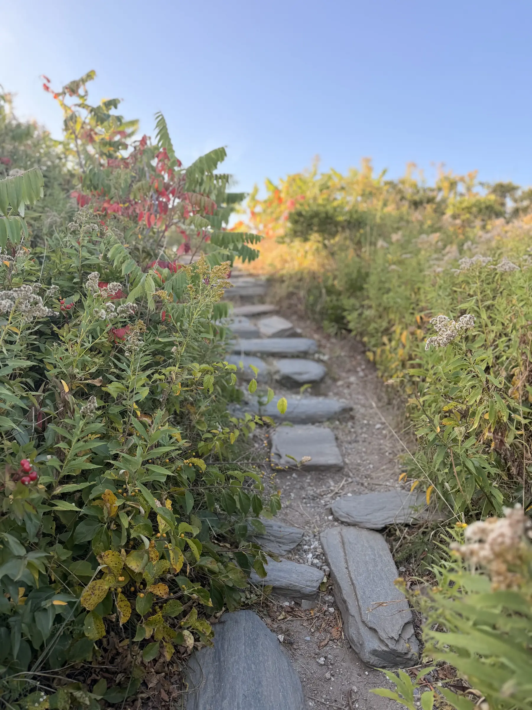 Garden stairs at sunset